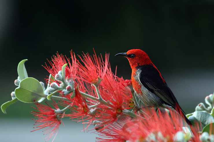 nature bird red wildlife